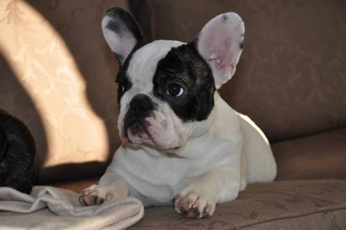 Boby - Bouledogue Français Mâle (5 mois)
