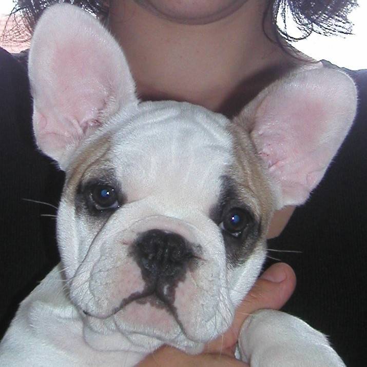 zozo - Bouledogue Français (2 mois)