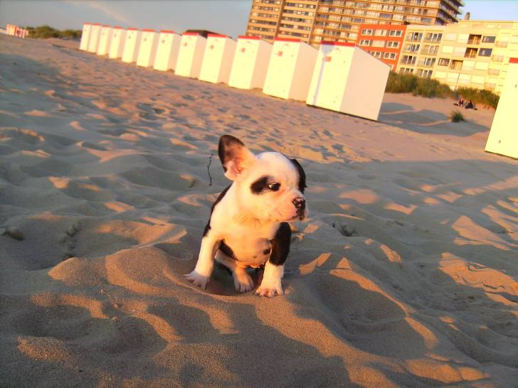 Ganesha - Bouledogue Français (2 ans)