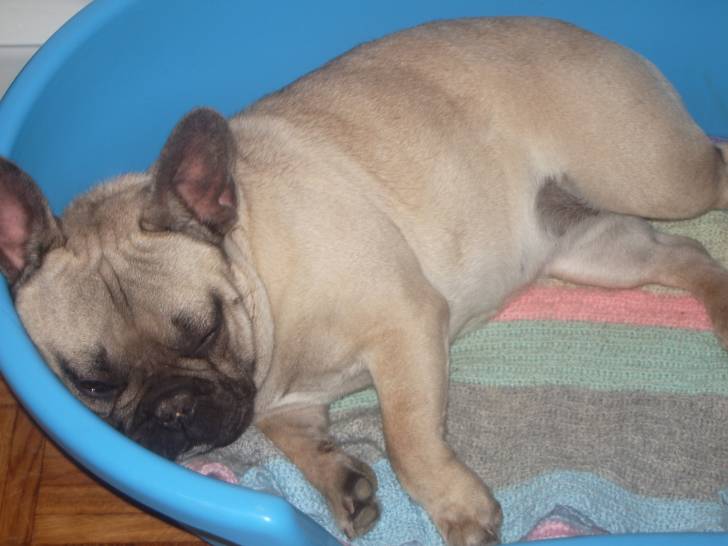 betty - Bouledogue Français (1 an)