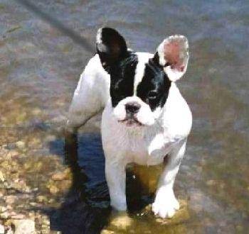 Bouille - Bouledogue Français (7 mois)