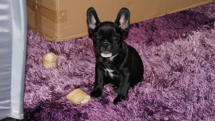 Phoenix - Bouledogue Français Mâle (11 mois)