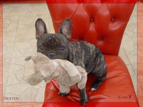 Dexter - Bouledogue Français Mâle (2 ans)