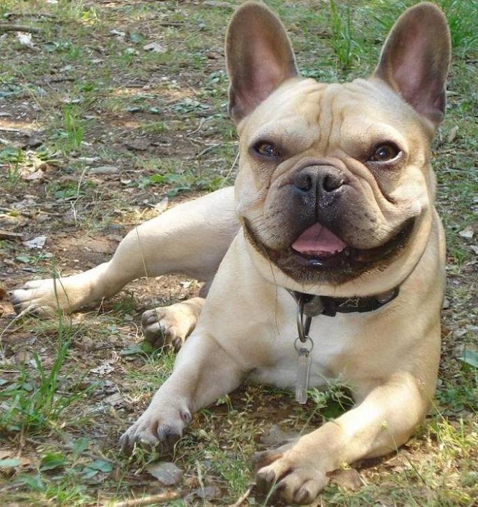 azaro - Bouledogue Français Mâle (4 ans)