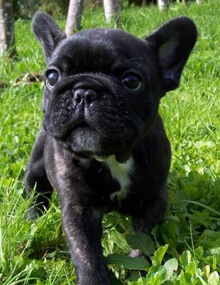 doly - Bouledogue Français (1 an)