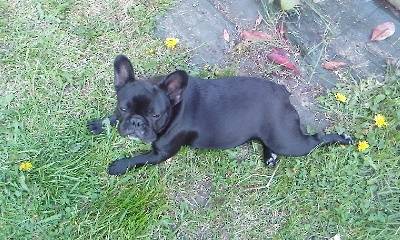 Fibie - Bouledogue Français (1 an)