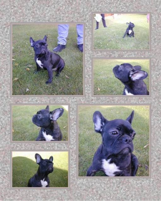 Pato - Bouledogue Français Mâle (9 ans)