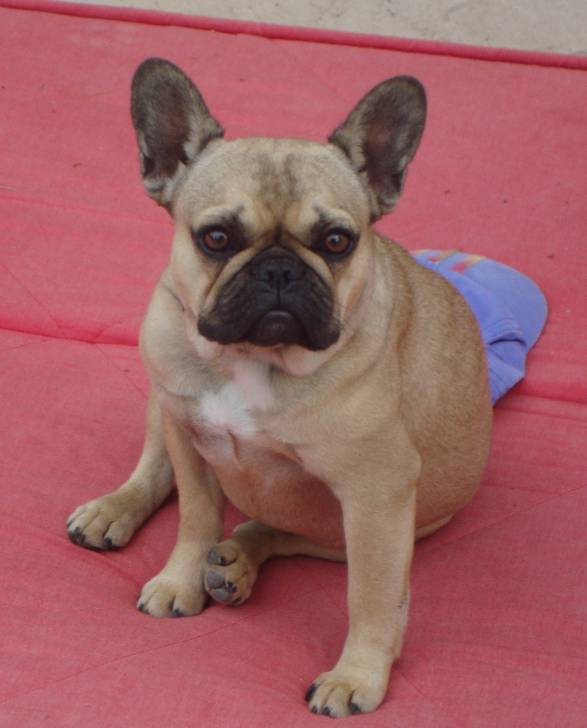 Virgule - Bouledogue Français (3 ans)