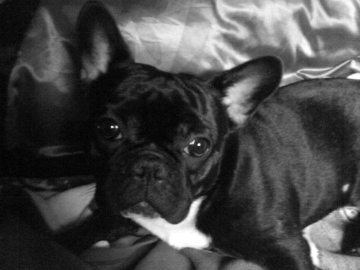 Elvis - Bouledogue Français Mâle (4 ans)