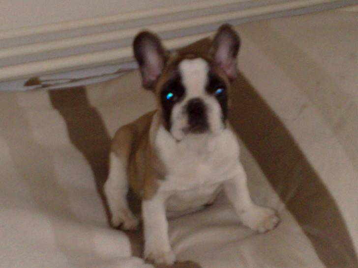 pucca - Bouledogue Français (9 mois)