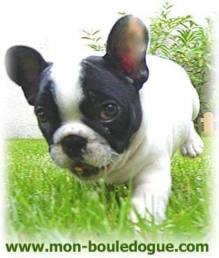 lilou - Bouledogue Français (2 mois)