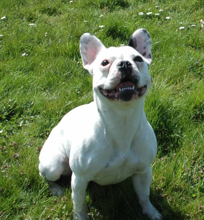 Coco - Bouledogue Français (3 ans)