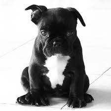 lolo - Bouledogue Français Mâle (7 mois)