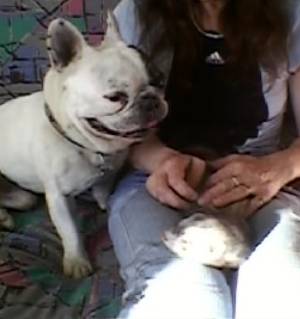 golyath - Bouledogue Français Mâle (6 ans)