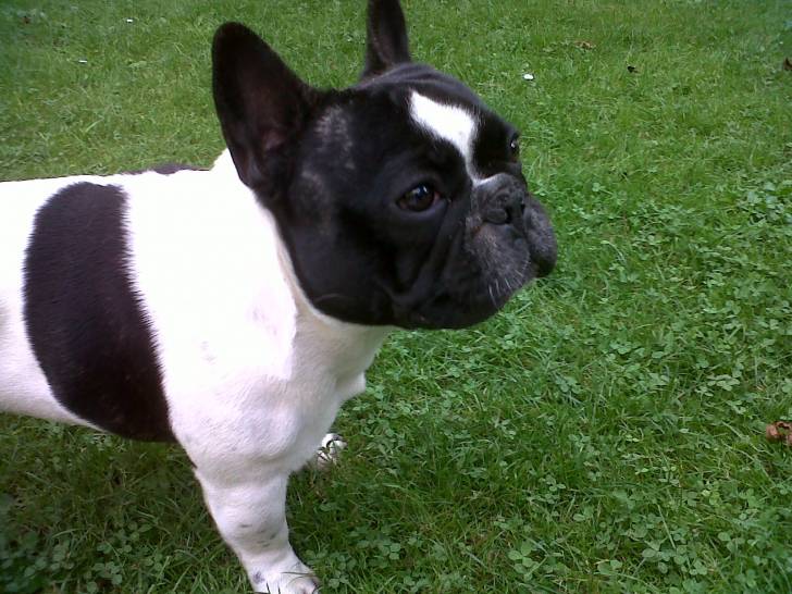 foebus - Bouledogue Français Mâle (2 ans)