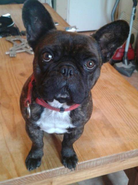Falcko - Bouledogue Français Mâle (2 ans)