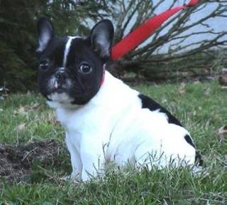 gaston - Bouledogue Français Mâle (10 mois)
