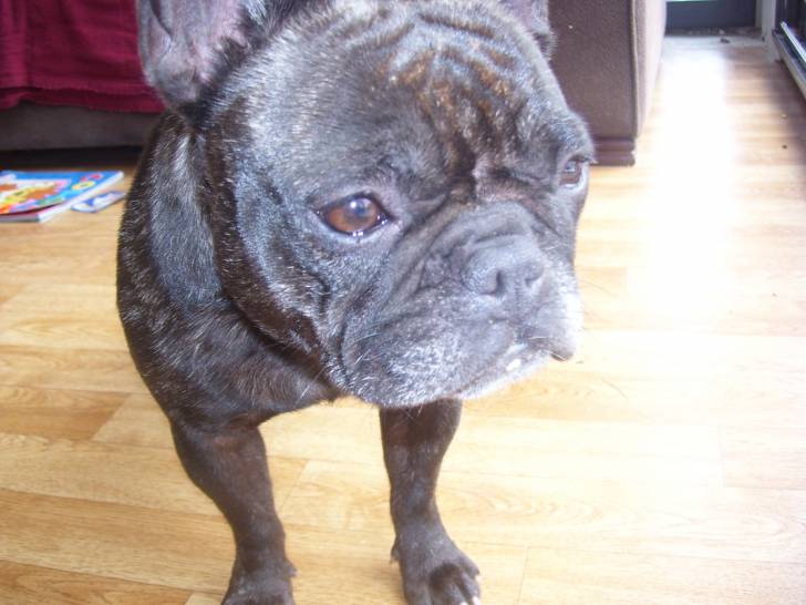 Carla - Bouledogue Français (4 ans)
