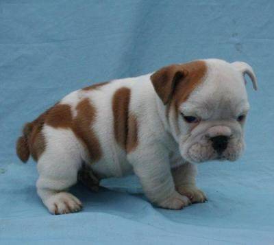 Espoir - Bouledogue Français Mâle (1 mois)