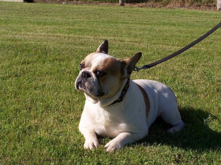 caramel - Bouledogue Français Mâle (3 ans)