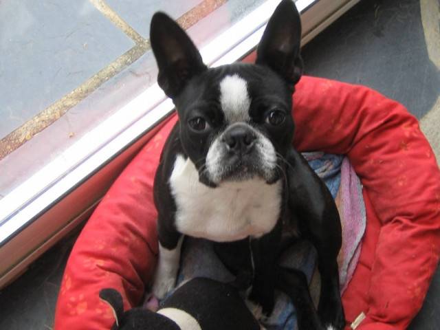 daily - Bouledogue Français (1 an)