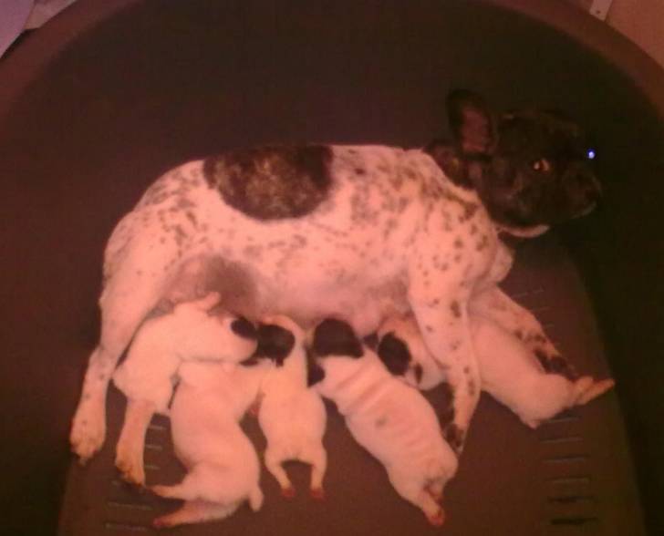 rox et ses bébés - Bouledogue Français (2 mois)