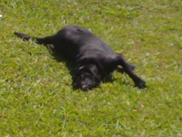 bull - Bouledogue Français Mâle (2 mois)