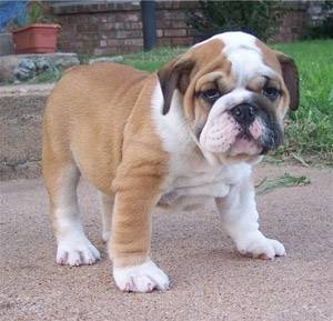 force - Bouledogue Français Mâle (5 mois)