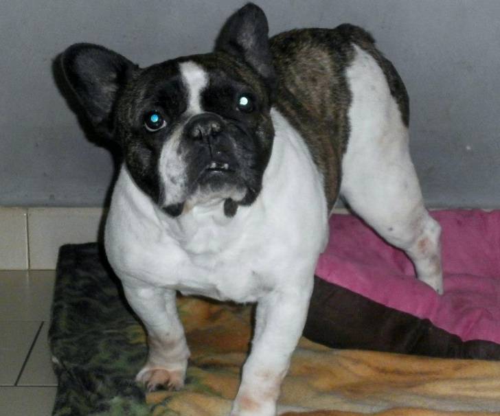 Agusta AMV - Bouledogue Français (8 ans)