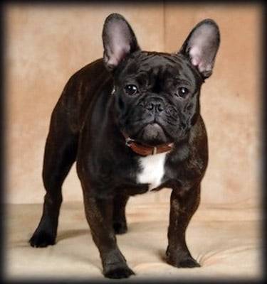 boul - Bouledogue Français (4 ans)