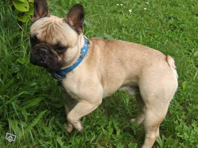 Junior - Bouledogue Français Mâle (10 mois)