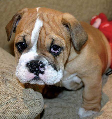 abisse - Bouledogue Français (1 mois)