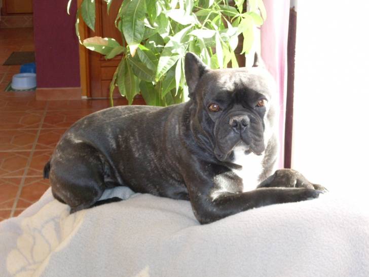 Athos - Bouledogue Français Mâle (4 ans)