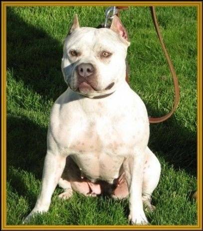 milou - Bouledogue Français Mâle (1 an)