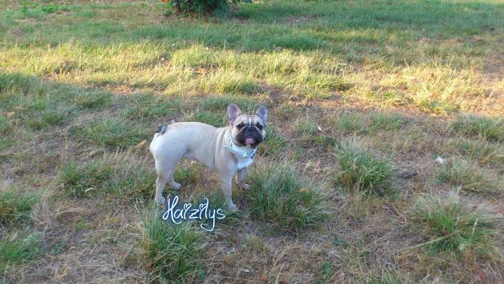 Haizilys - Bouledogue Français (10 mois)