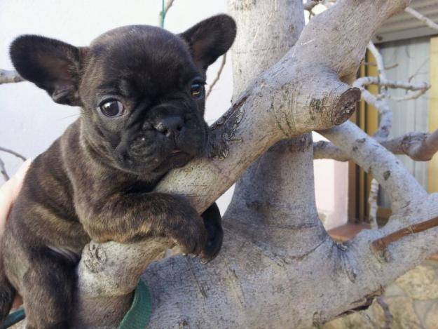 Otto - Bouledogue Français Mâle (6 mois)