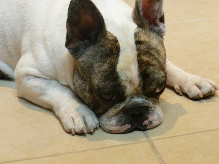 Freddy - Bouledogue Français Mâle (2 ans)