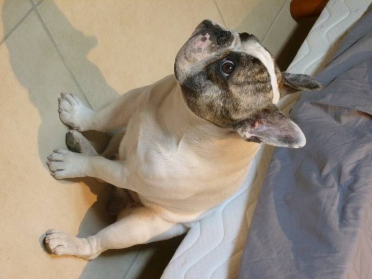 Freddy - Bouledogue Français Mâle (2 ans)