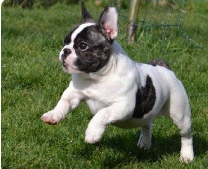 Celeste - Bouledogue Français (3 ans)