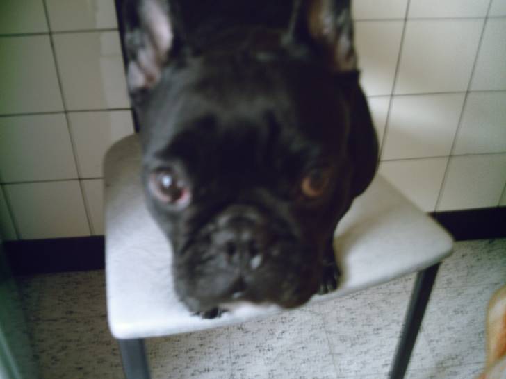 vic - Bouledogue Français (6 ans)