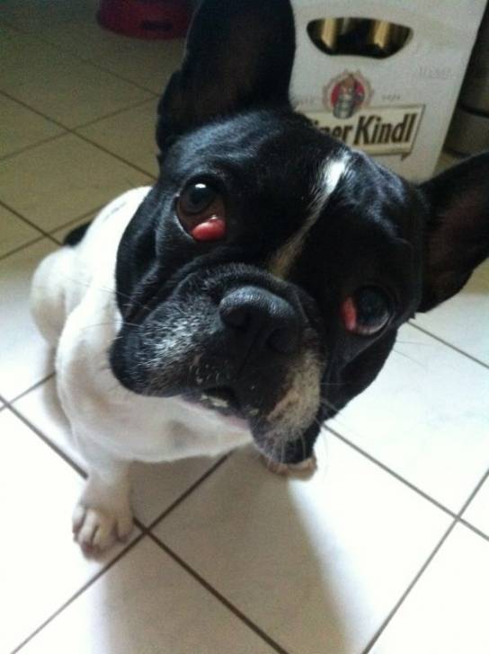 Paul - Bouledogue Français Mâle (1 an)