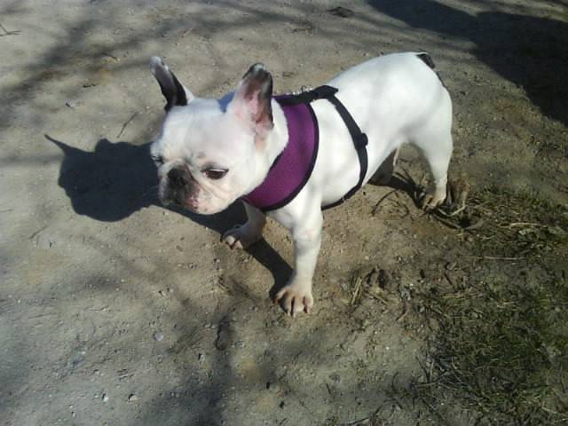 Ebby - Bouledogue Français (1 an)