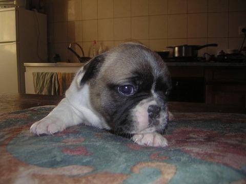 Eachan - Bouledogue Français (1 mois)