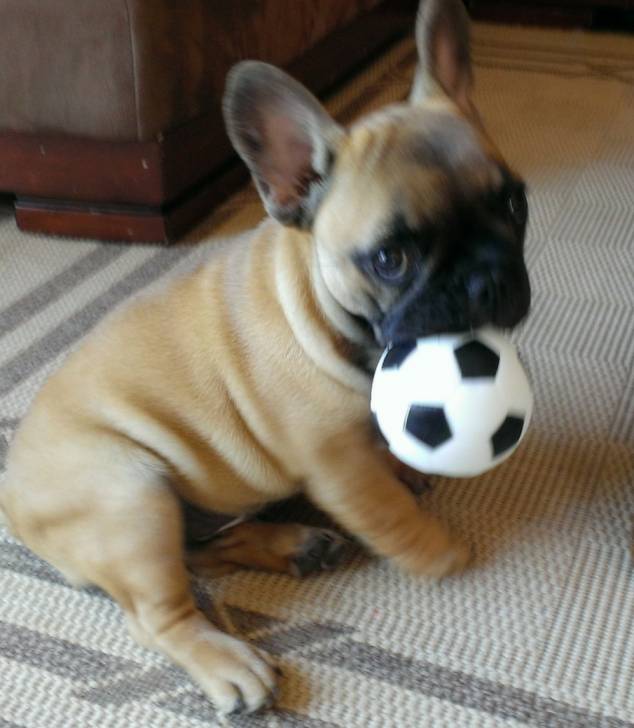 Jango - Bouledogue Français Mâle (3 mois)