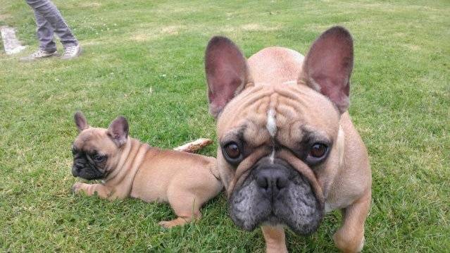 Jango et sa Maman - Bouledogue Français Mâle (3 mois)