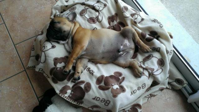 Jango - Bouledogue Français Mâle (3 mois)