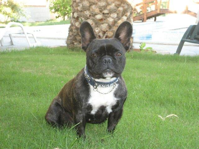 Ainja - Bouledogue Français (4 ans)