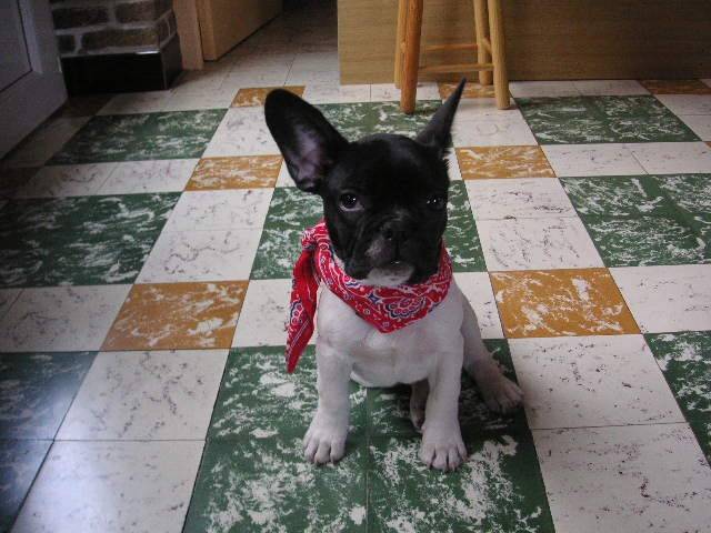 Twity - Bouledogue Français