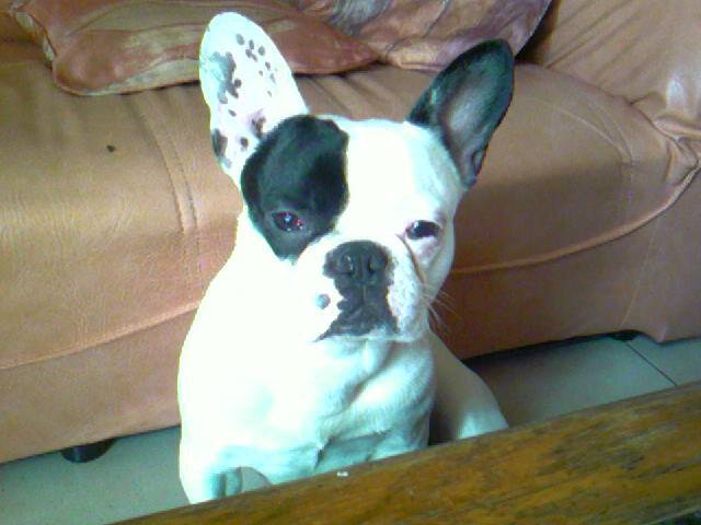 bouba - Bouledogue Français