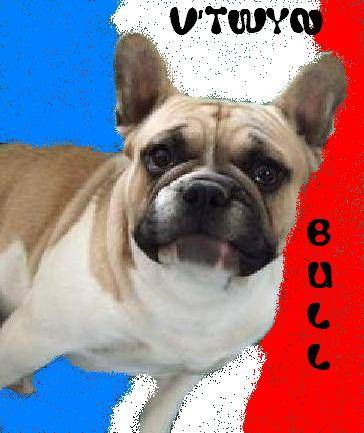 V'TWYN BULL DE SABRES bouledogue francais - Bouledogue Français